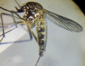 Close do mosquito Aedes aegypti var. queenslandensis, variedade pálida do transmissor da dengue, sobre fundo branco