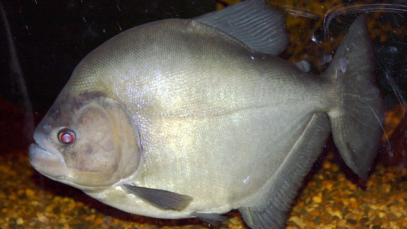 1547px-BlackPirahna2010 Piranha-preta em ambiente aquático, destacando seu corpo prateado e robusto, espécie nativa da Amazônia associada injustamente à agressividade