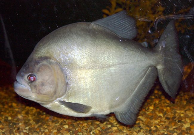 1547px-BlackPirahna2010 Piranha-preta em ambiente aquático, destacando seu corpo prateado e robusto, espécie nativa da Amazônia associada injustamente à agressividade