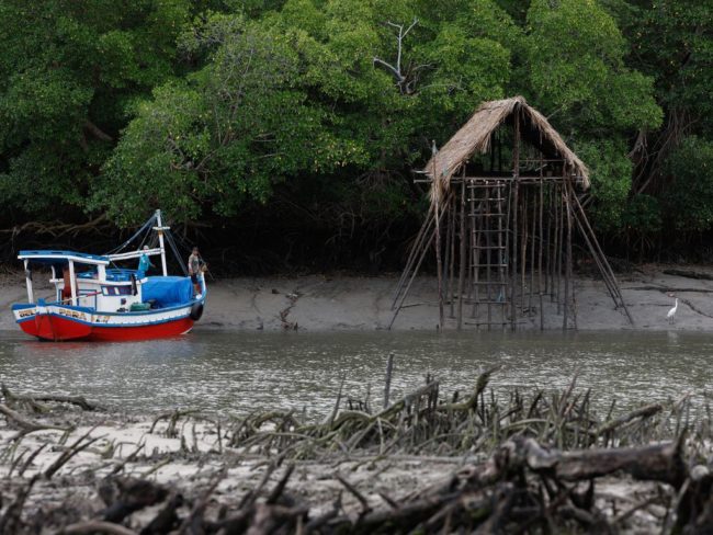 manguezais da Amazônia ameaçados pela exploração de petróleo na margem equatorial