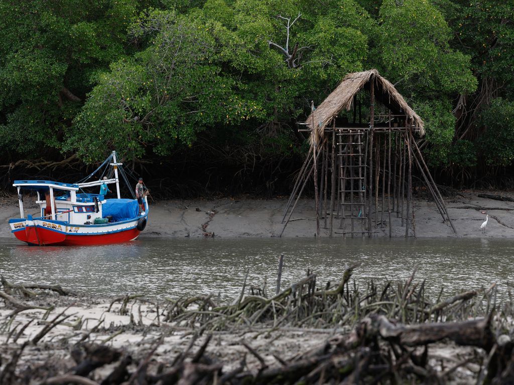 manguezais da Amazônia ameaçados pela exploração de petróleo na margem equatorial