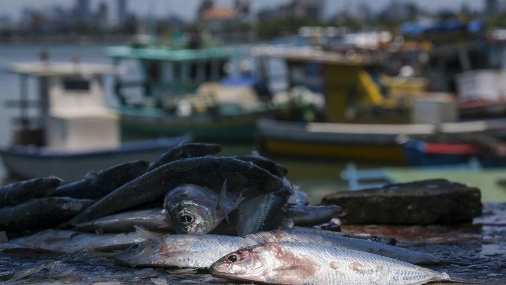 segurança alimentar no nordeste