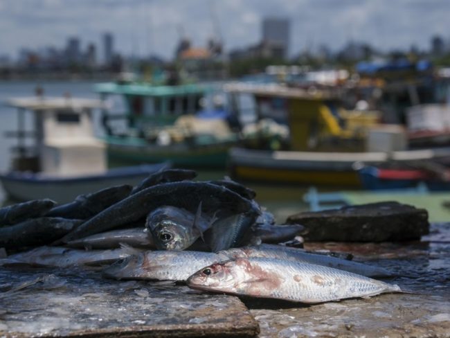 segurança alimentar no nordeste