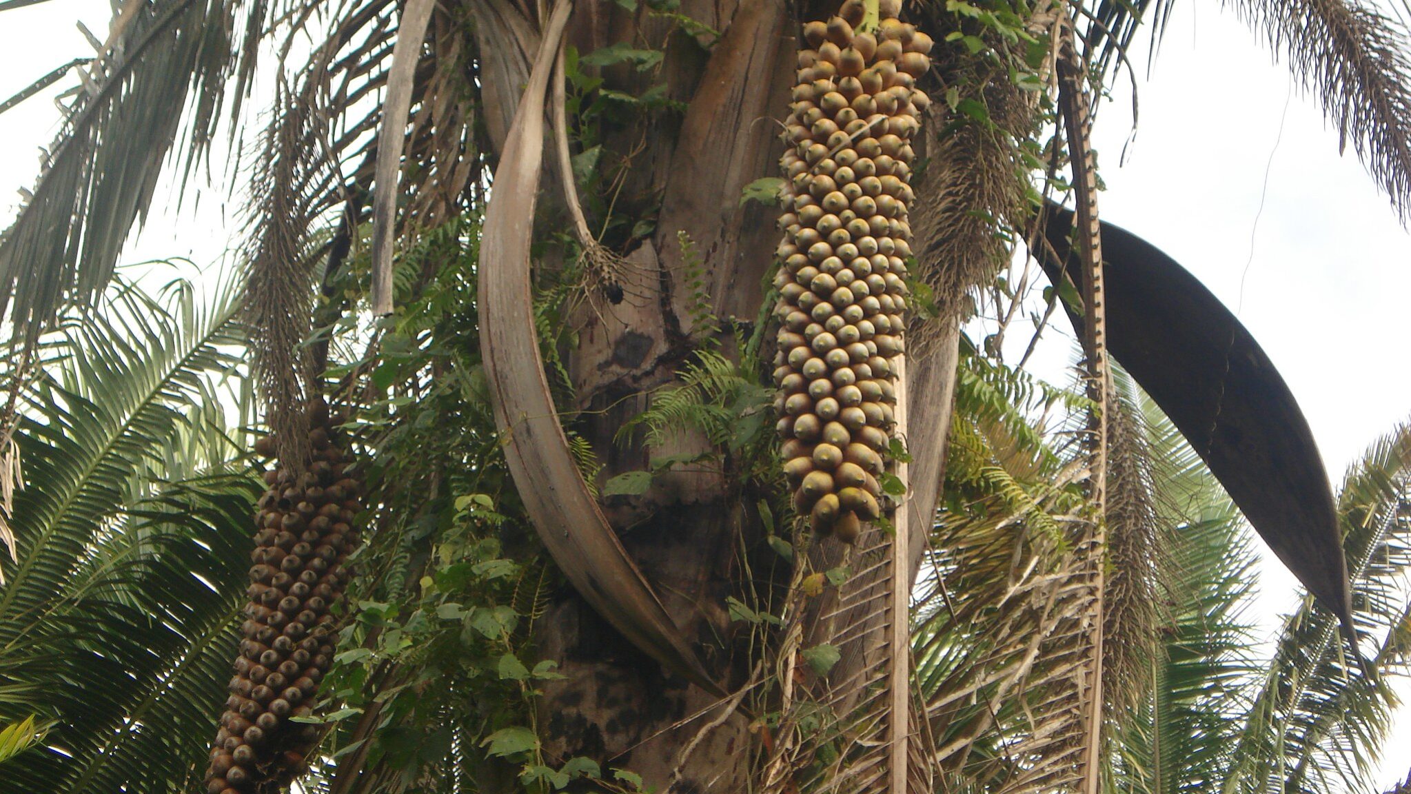 Cachos de frutos de babaçu presos ao tronco de uma palmeira, vistos de baixo para cima.