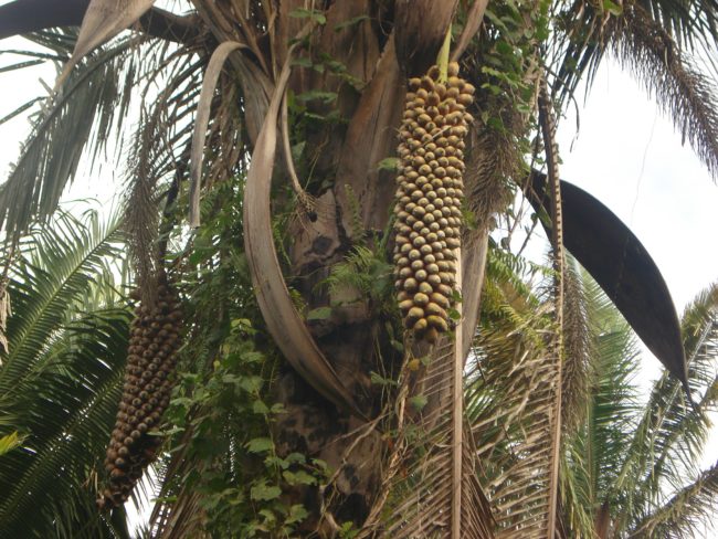 babaçu Cachos de frutos de babaçu presos ao tronco de uma palmeira, vistos de baixo para cima.