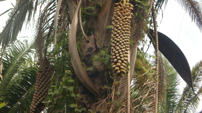 Cachos de frutos de babaçu presos ao tronco de uma palmeira, vistos de baixo para cima.