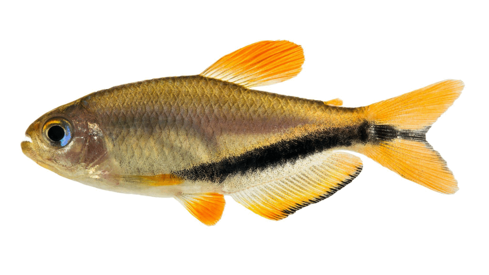 Peixe pequeno de corpo prateado com faixa preta horizontal e nadadeiras alaranjadas.