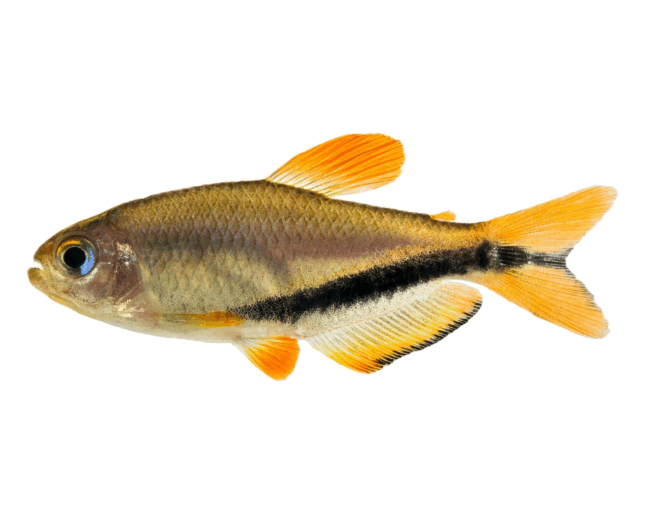 Peixe pequeno de corpo prateado com faixa preta horizontal e nadadeiras alaranjadas.