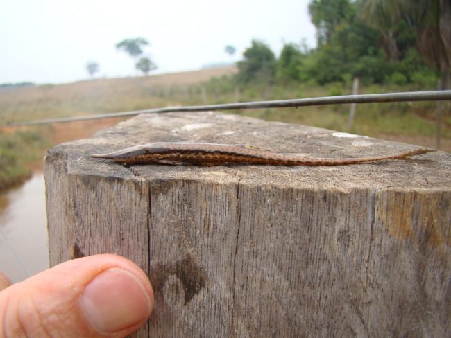 Peixe marrom e fino da espécie Farlowella kirane, fotografado entre galhos e folhas submersas na água.