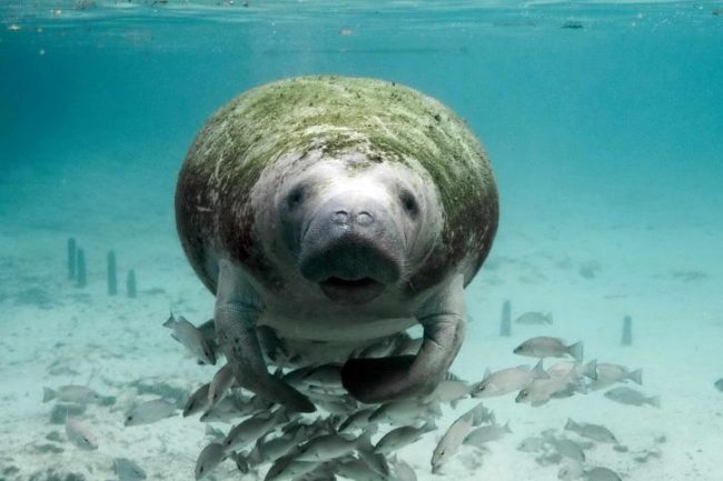 peixe-boi