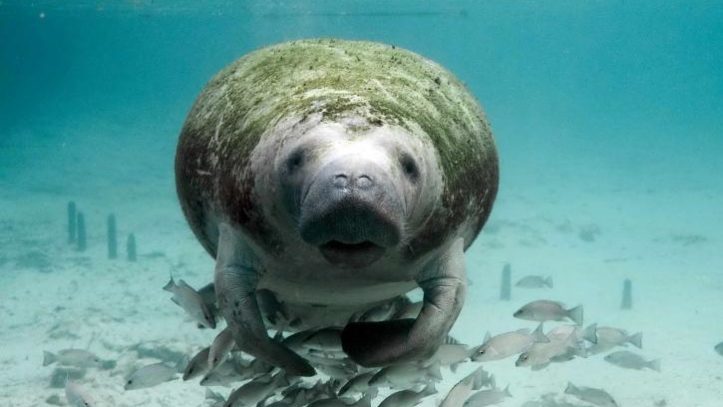 peixe-boi