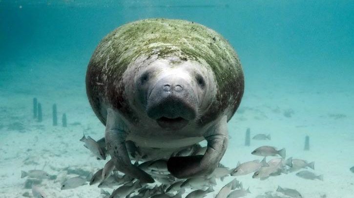 peixe-boi