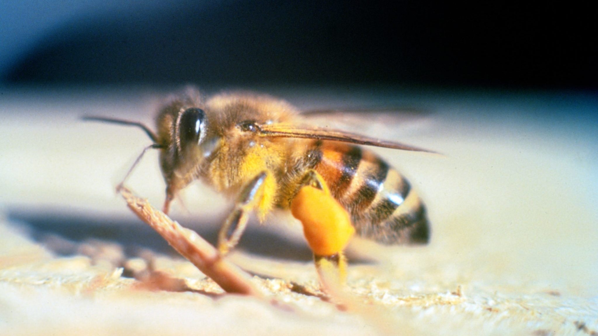 Apis_mellifera_scutellata