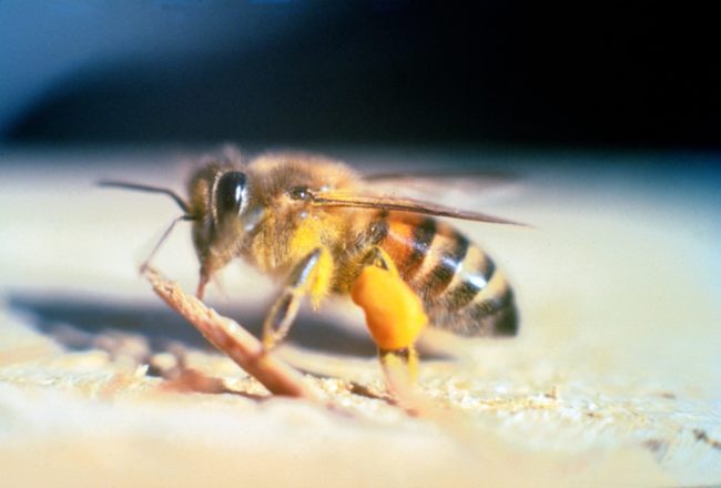 Apis_mellifera_scutellata