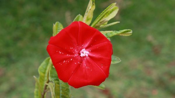 Flor-de-carajás (Ipomoea cavalcantei) Imagem da flor-de-carajás (Ipomoea cavalcantei)