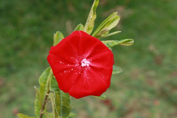 Imagem da flor-de-carajás (Ipomoea cavalcantei)