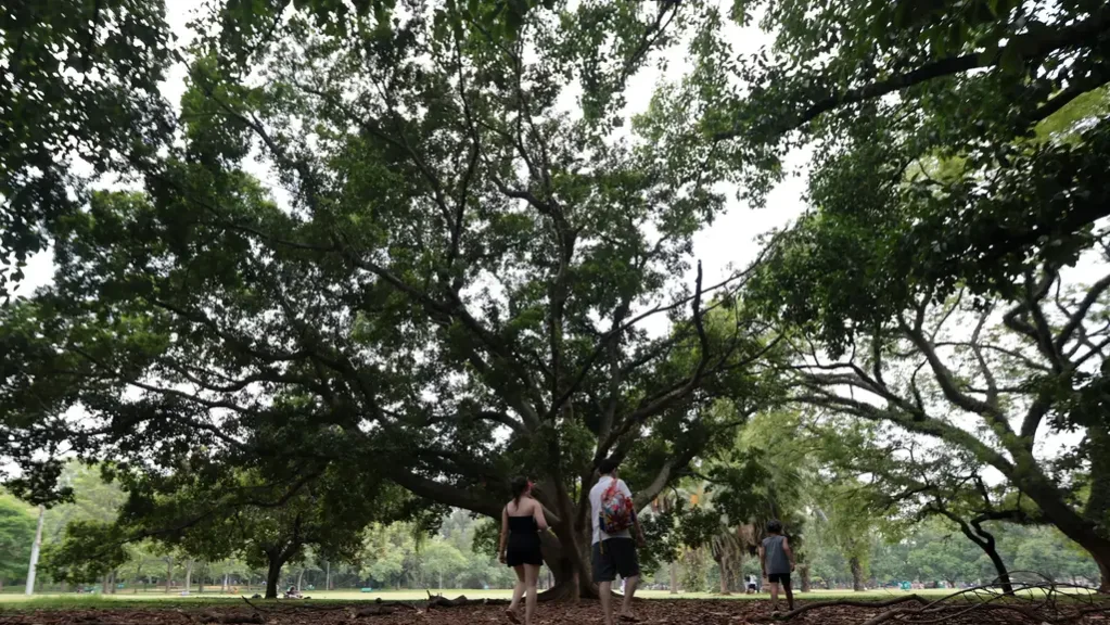 pint1039 Pessoas buscam sombra no Parque Ibirapuera durante onda de calor em São Paulo.