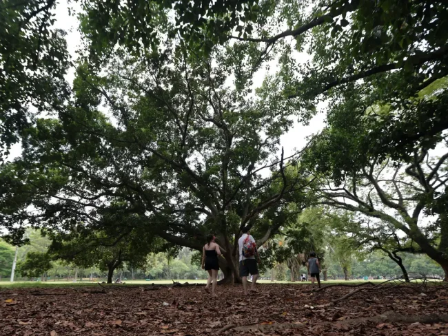 Pessoas buscam sombra no Parque Ibirapuera durante onda de calor em São Paulo.