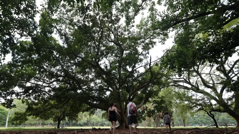 Pessoas buscam sombra no Parque Ibirapuera durante onda de calor em São Paulo.