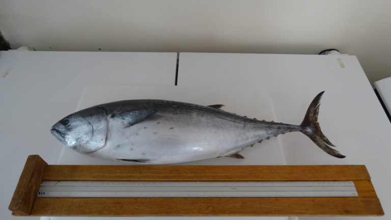 (1) Bonito-pintado (Euthynnus alletteratus), Fonte – Marcelo Tardelli Rodrigues