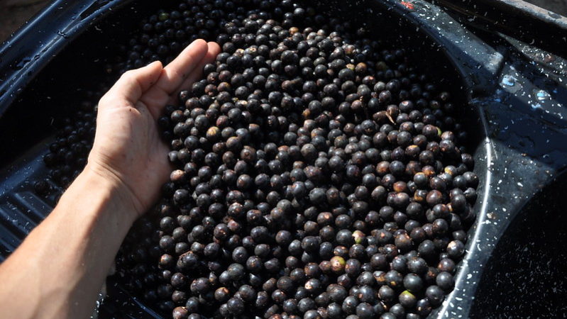 Colheita de açaí