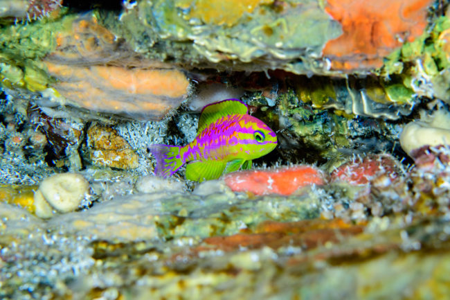 Peixe Tosanoides aphrodite