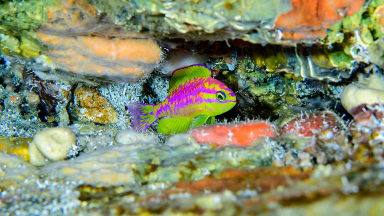 _LAR_Aspsp_Tosaphr Peixe Tosanoides aphrodite
