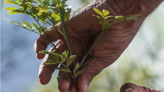 Mudas de jaborandi (Pilocarpus microphyllus) durante trabalho de pesquisa na Floresta Nacional de Carajás