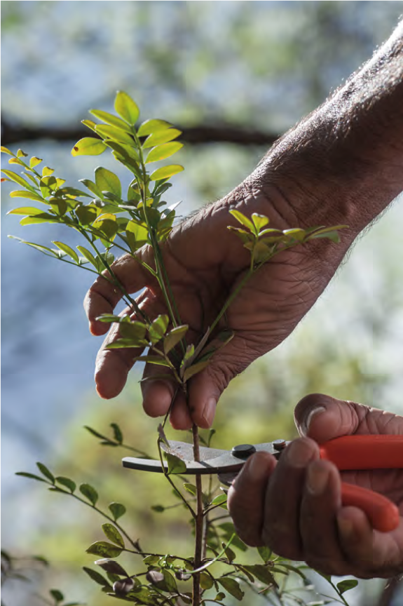 Mudas de jaborandi (Pilocarpus microphyllus) durante trabalho de pesquisa na Floresta Nacional de Carajás